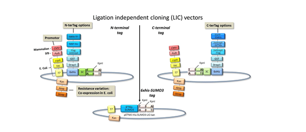 Fig 2 LIC Cloning Vectors