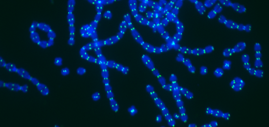 Microscopic image of mouse chromosomes (blue) that ligated together at their telomeres (green).