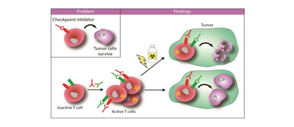 Quadruple therapy improves anti-tumor immunity