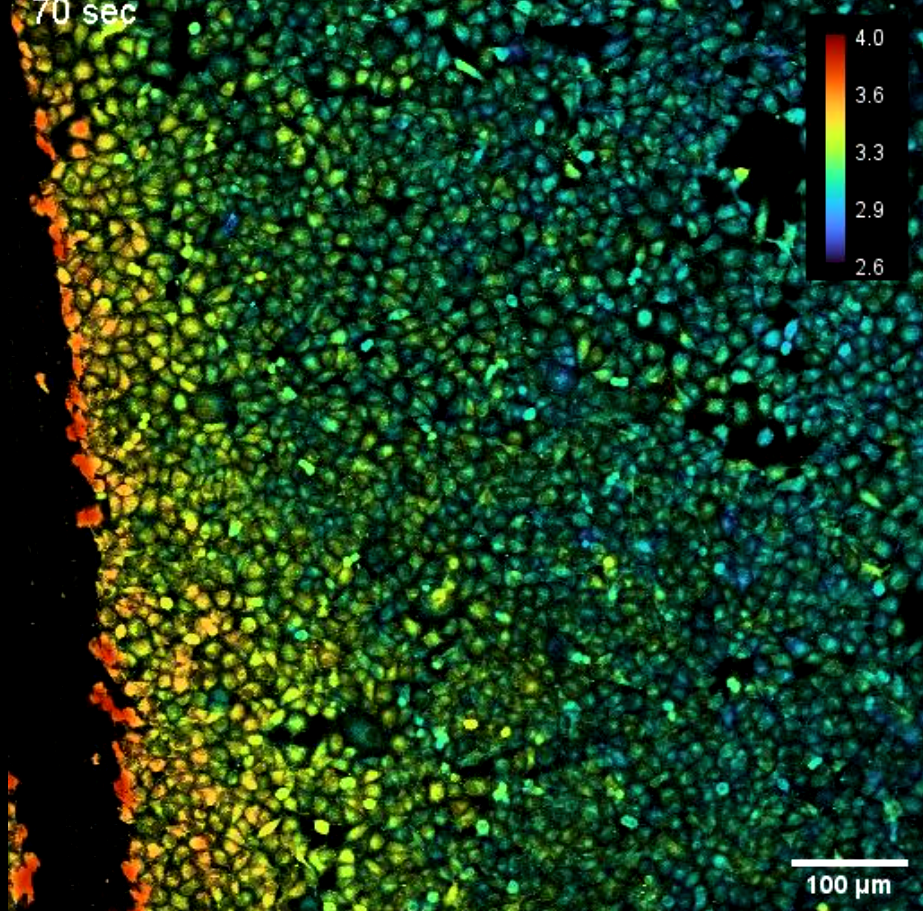 Still Microscopy