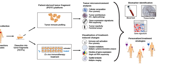 Human tumor specimens are collected from resections or biopsies and processed into tumor fragments (PDTFs). The PDTFs are treated ex vivo with different immunotherapies, and treatment-induced changes are assessed using multiple readouts. Extensive immune profiling of uncultured fragments allows the analysis of baseline tumor properties. Together, these steady-state and functional tumor profiles will provide new insights into response and resistance mechanisms and guide the development of novel biomarkers and treatment strategies.