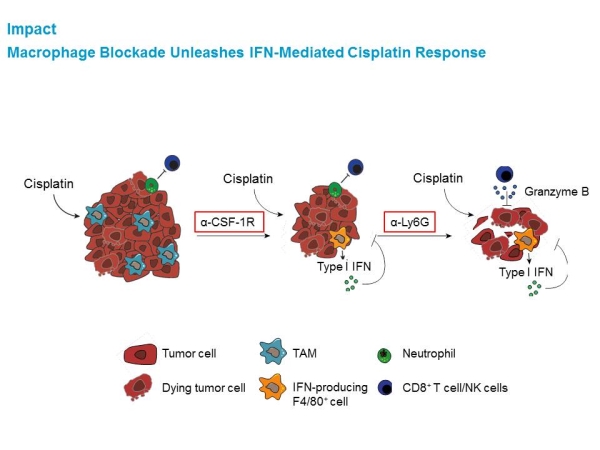 Targeting Macrophages Helps Chemotherapy Succeed