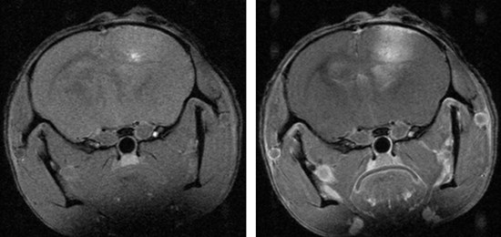 Pre and post T1-Contrast-enhanced MRI image of a spontaneous high-grade glioma in mice