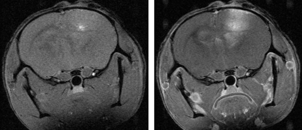 Pre and post T1-Contrast-enhanced MRI image of a spontaneous high-grade glioma in mice