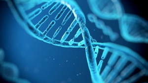 Dna Forms Loops