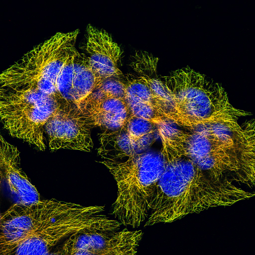 <p><em>Human cells, studied by Thijn Brummelkamp and his group in the ‘protein project’. The nucleus is blue. The cell skeleton is colored red and green. Yellow: red and green overlap</em></p>