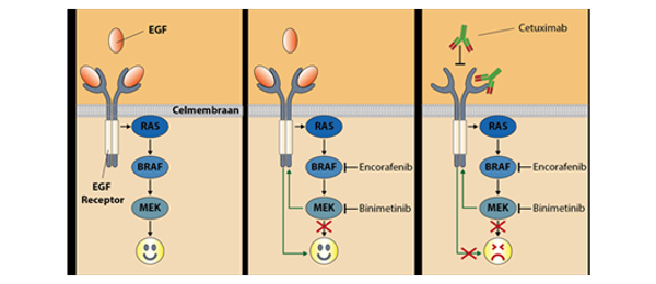 Triple therapy prioritized | Netherlands Cancer Institute