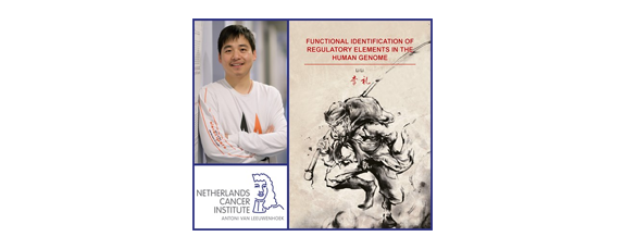 Thesis defense Li Li: New functions of junk DNA elucidated