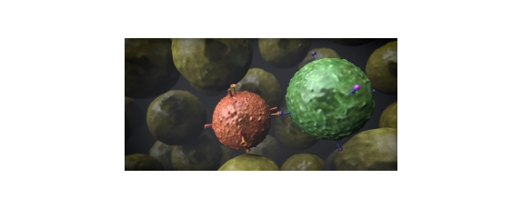 T Cells