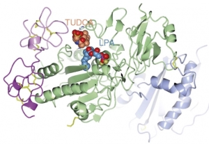 NKI Scientists Unravel Function