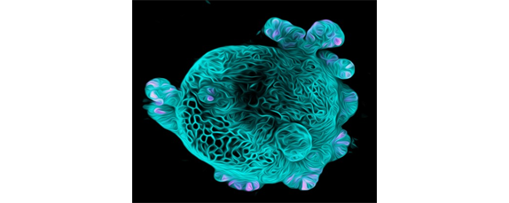 Organoid