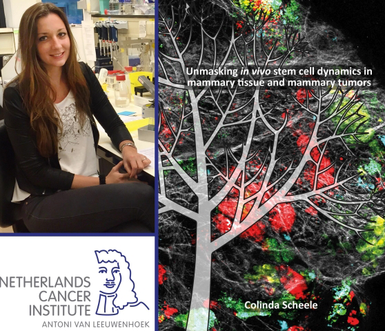 Thesis Defense Colinda Scheele Stem Cell Behavior In Mammary Glands 1