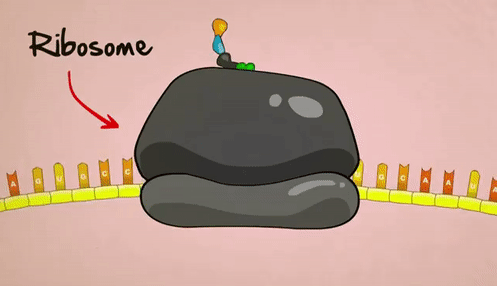 Ribosome Still