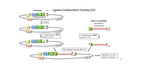 Fig 1 LIC Cloning Principle