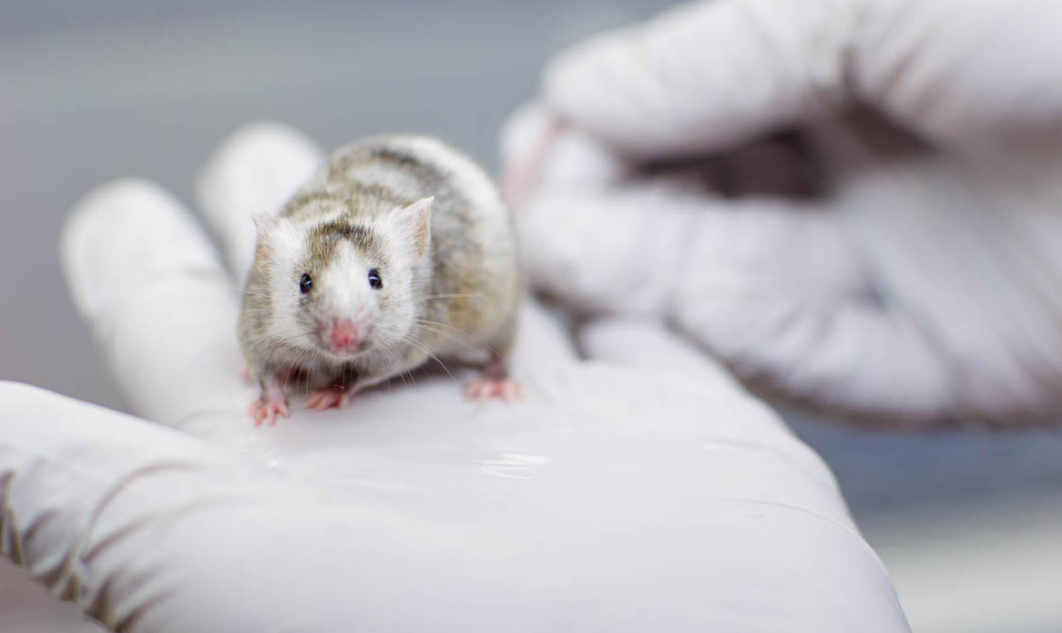 Banner Mouse Modeling Facility
