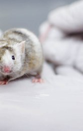 Banner Mouse Modeling Facility