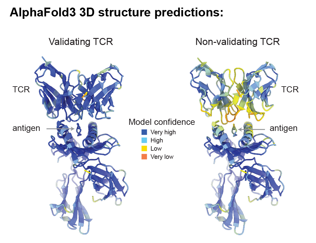 Validating And Non Validating Tcr Model