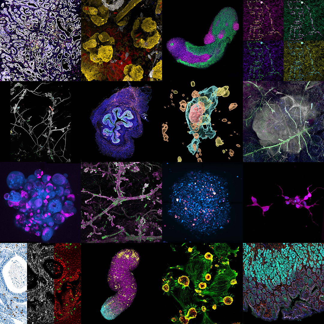Montage Image Contest Collage 2023