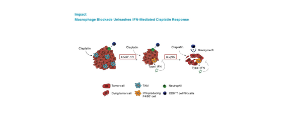 Targeting macrophages helps chemotherapy succeed
