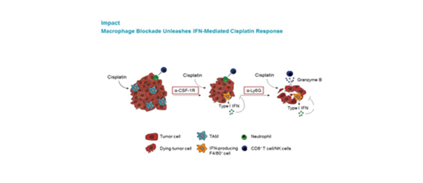 Targeting macrophages helps chemotherapy succeed