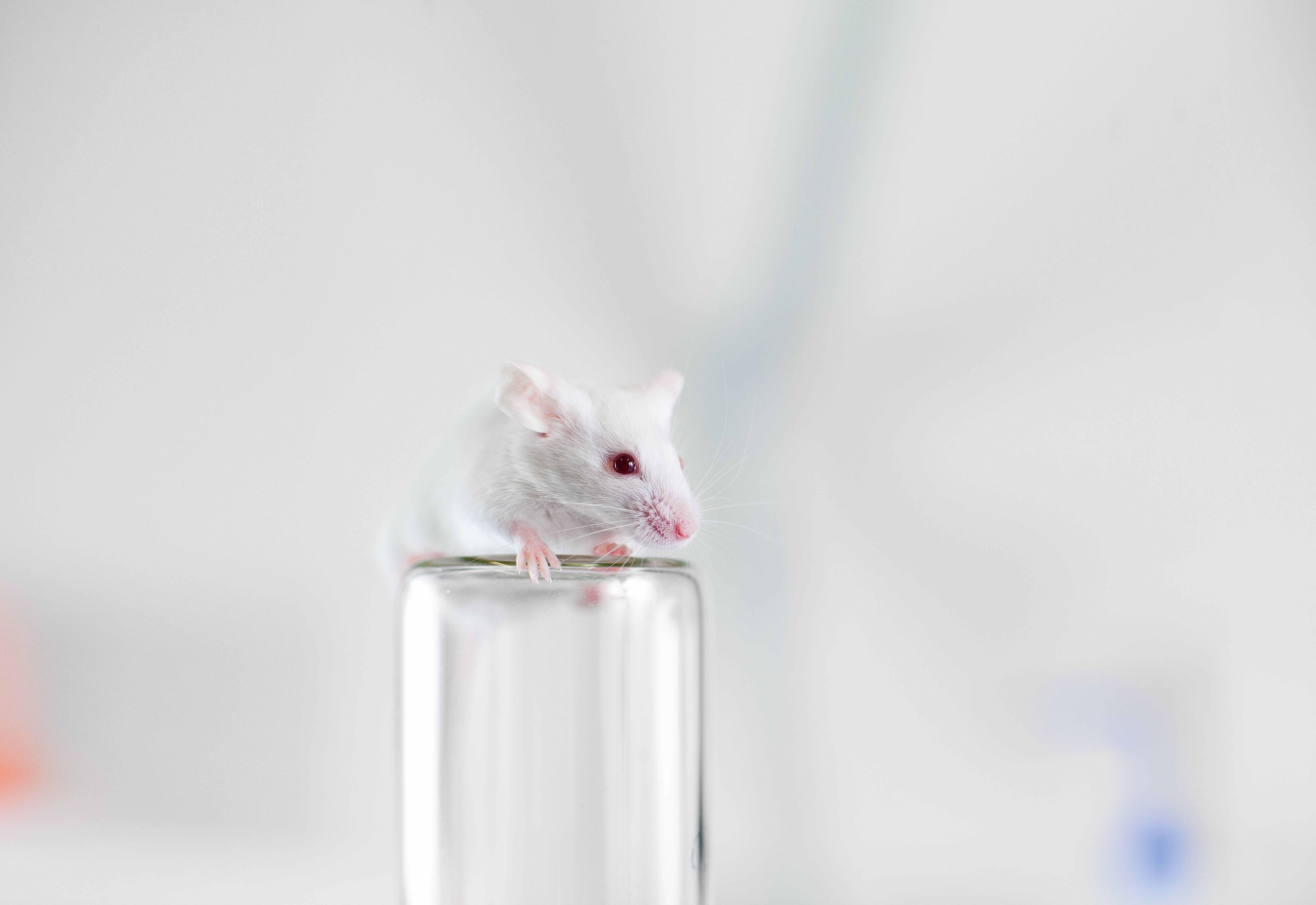 Mouse models