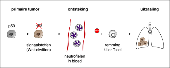 How One DNA Mutation In Breast Cancer Hijacks The Immune System