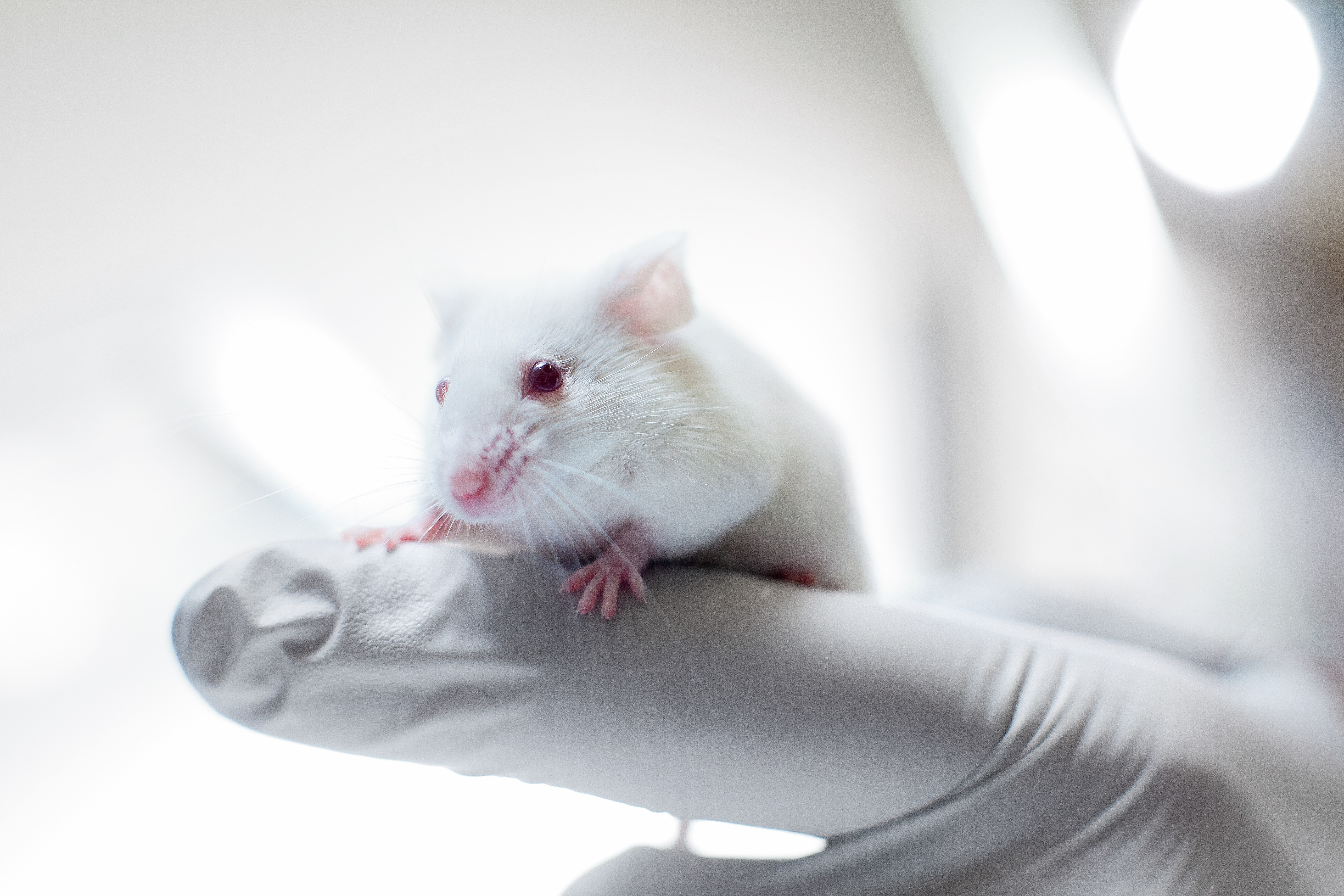 Mouse Cancer Clinic