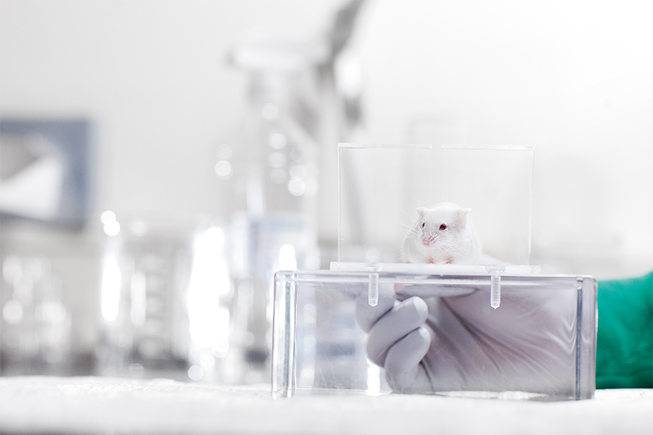 Lab mouse