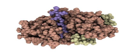 Solving a Molecular Scissors Mystery