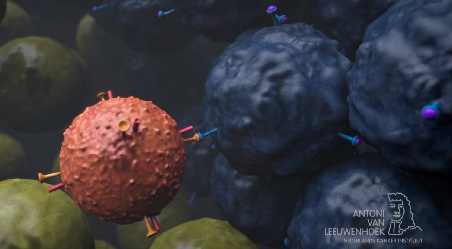 <p>A T cell (brown) using its T cell receptor to recognize a cancer cell (blue)</p>