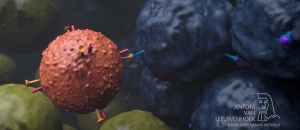 A T cell (brown) using its T cell receptor to recognize a cancer cell (blue)