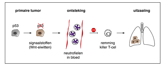 How One DNA Mutation In Breast Cancer Hijacks The Immune System