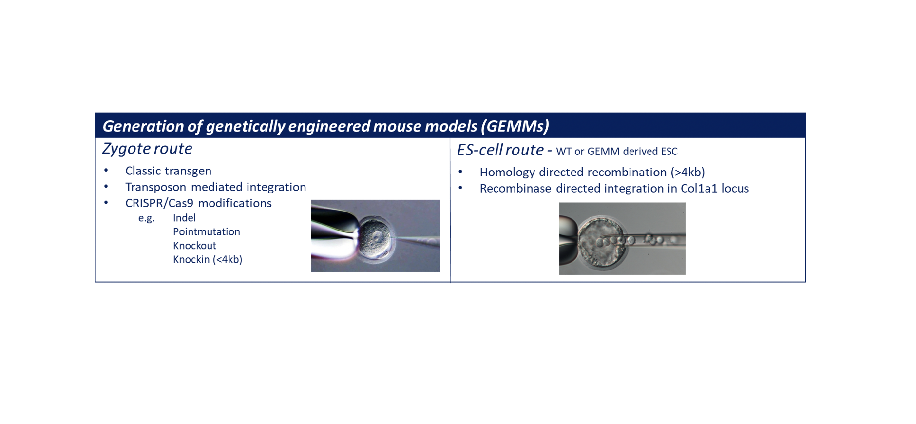 Animal Modeling Fac Generation Of Genetically Engineered M Models