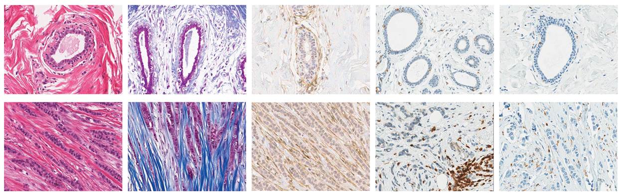 Animal pathology | Netherlands Cancer Institute