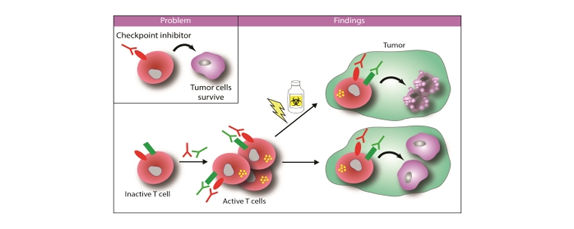 Quadruple therapy improves anti-tumor immunity