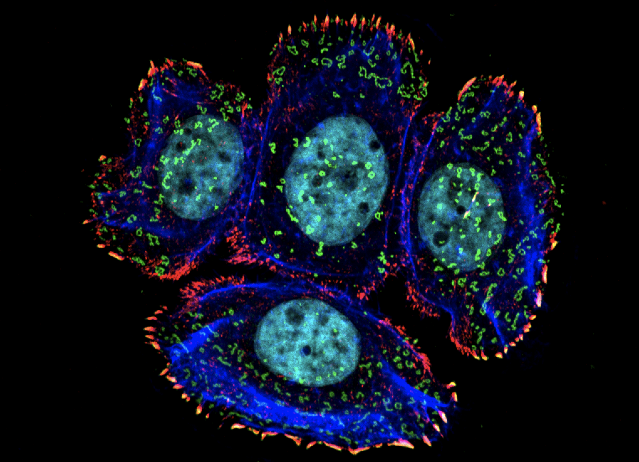 Cellular Claws