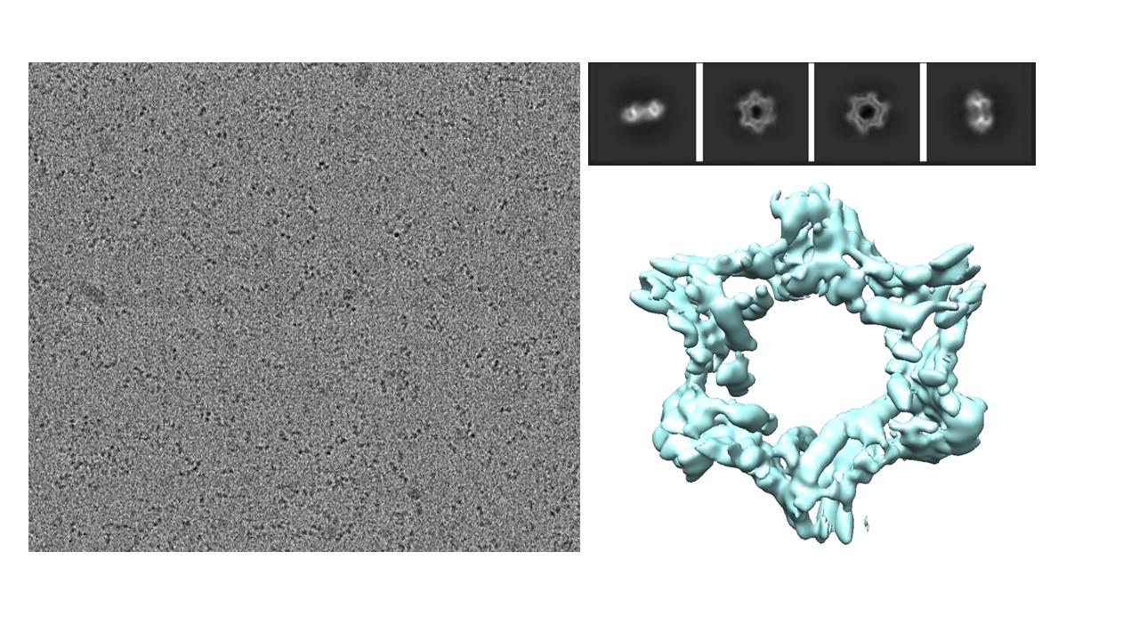 Cryo EM Figure PCNA Notext