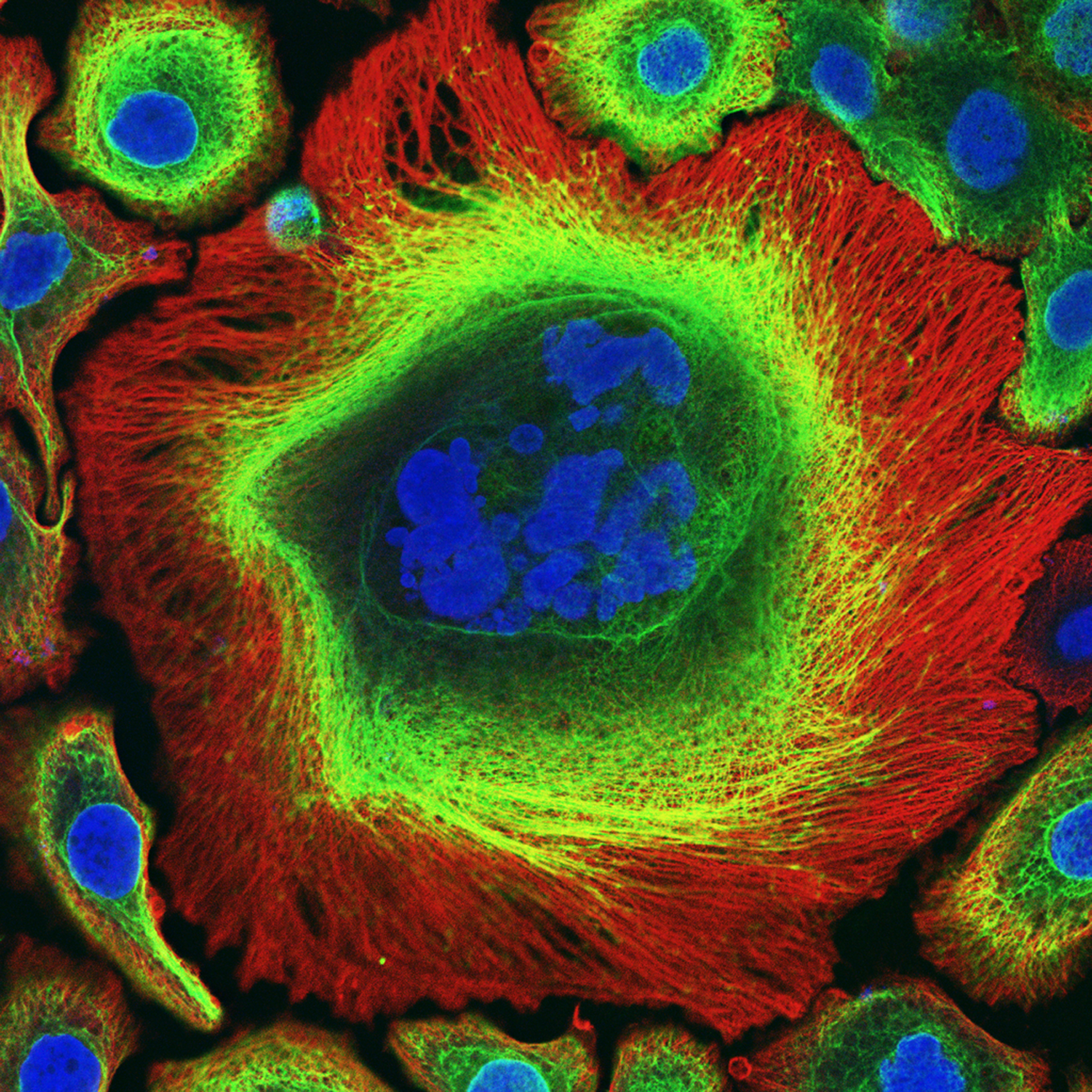 Experimental Oncology Courses