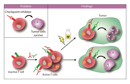 Quadruple Therapy Improves Anti Tumor Immunity