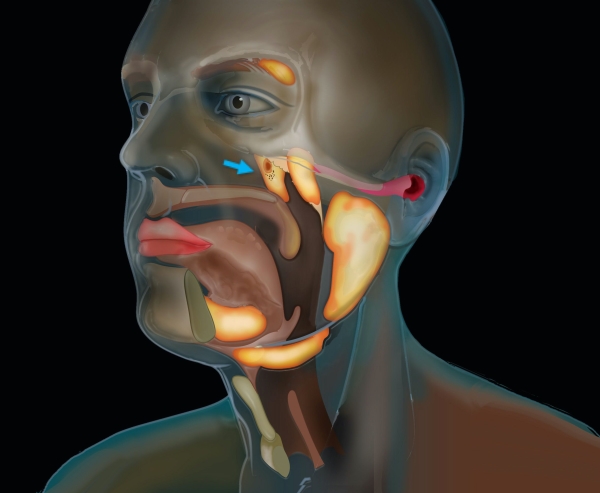 Cancer Researchers Discover New Salivary Gland
