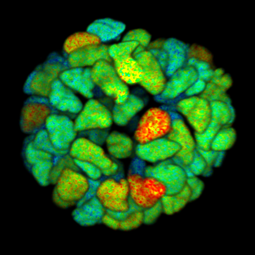 Banner Services Organoid FRET Efficiency Noscalebar
