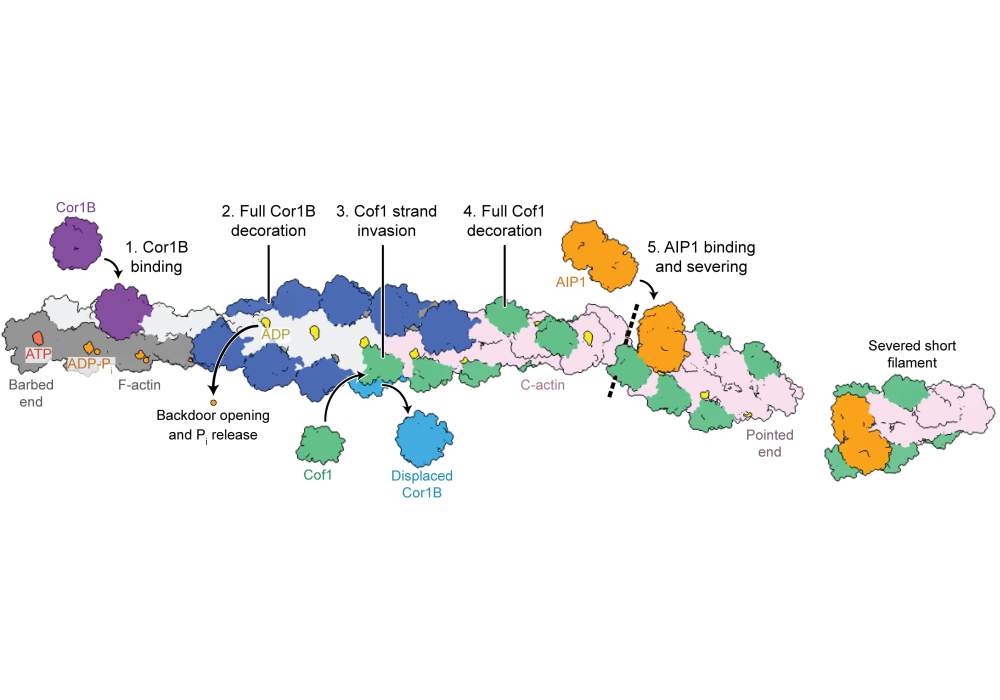 Highlight Picture2 Height