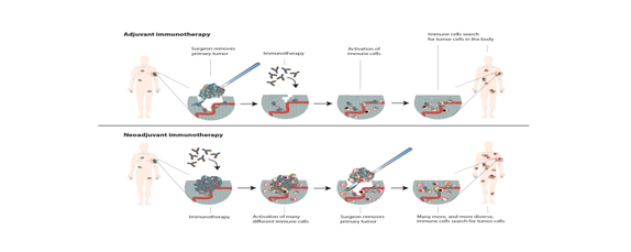 Immune system deserves priority