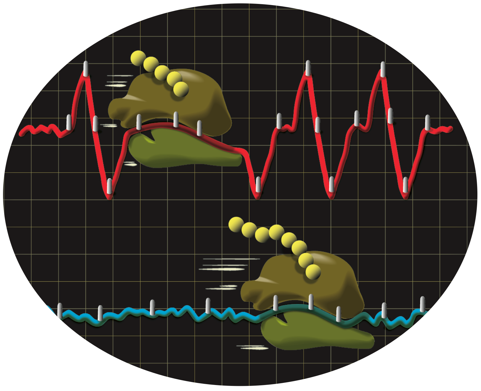 Agami Ribosome Progression