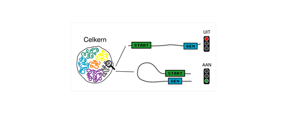 DNA Folding